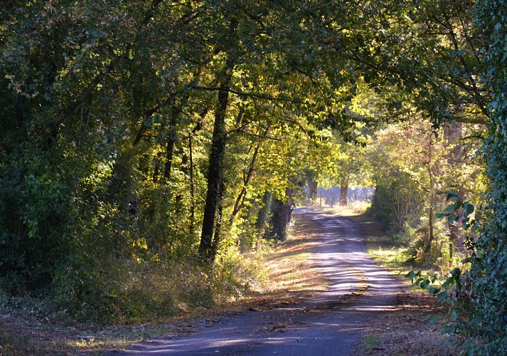 SENTIER DE RANDONNÉE BALADE EN FORÊT À LINIÈRES BOUTON