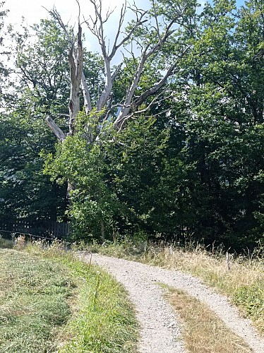 Hiking Trail: A Walk in the Bois de Fessy (Fessy Woods)