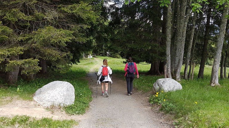 Hiking Trail: Mayères forest trail from Burzier