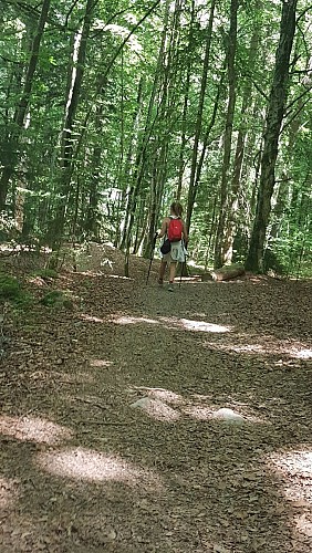 sentier pédestre : sentier forestier de Mayères