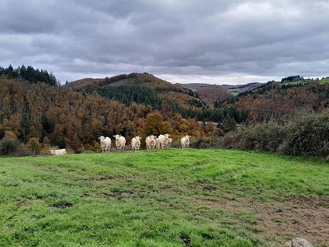 Sentier découverte du viaduc du pont marteau : les chauves-souris_Sainte-Colombe-sur-Gand