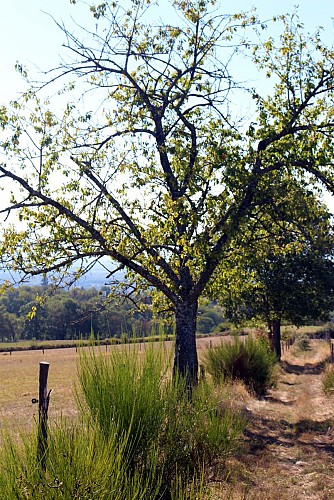 Sentier la coursière