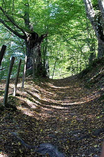 Sentier les fayettes