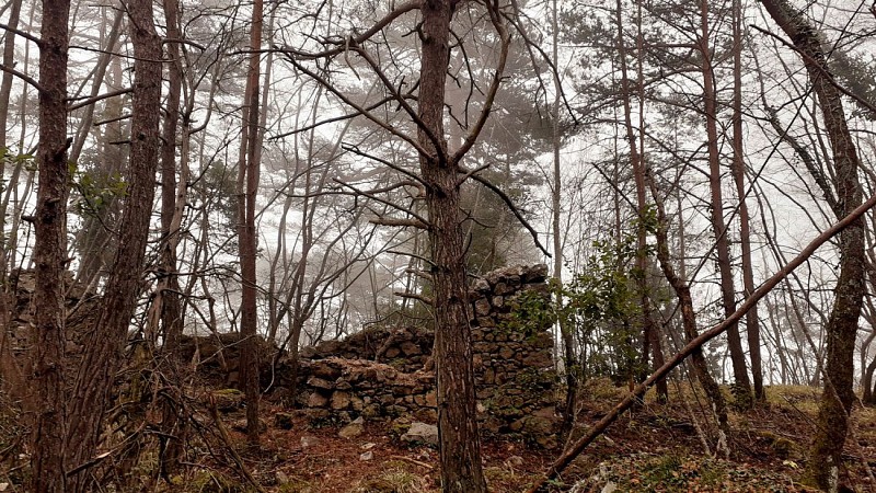 Vestiges forestier d'une vie passée