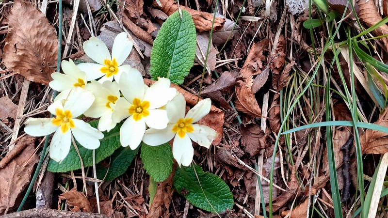 Primevères au printemps
