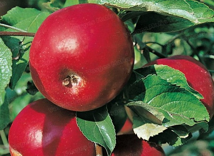 Easy-going walk: La Ballastière conservation orchard