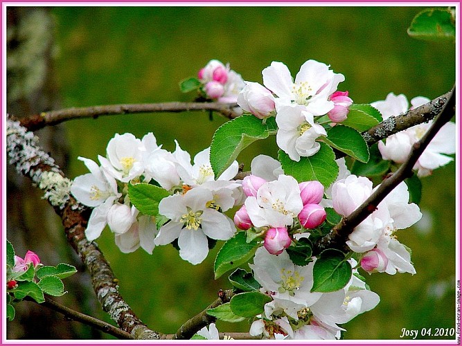 Easy-going walk: La Ballastière conservation orchard