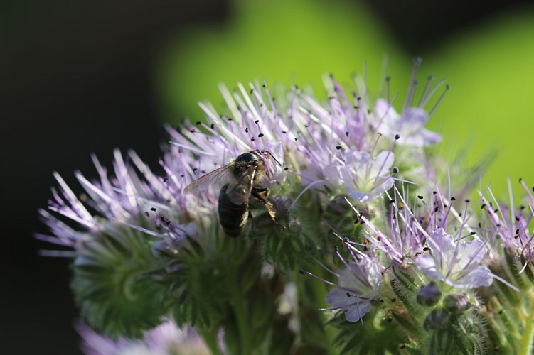 Walk and draw around the lake Sainte-Hélène