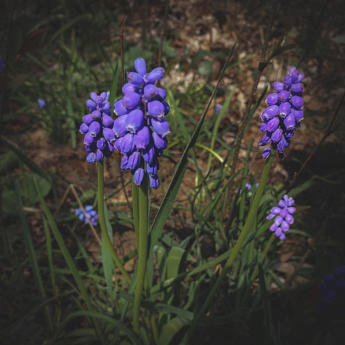 Balade autour de l'Abbaye de Villers