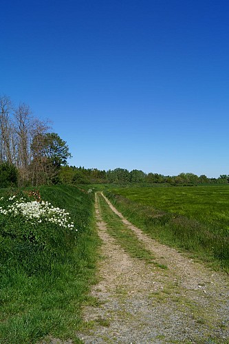 Sentier Les bords de Loire