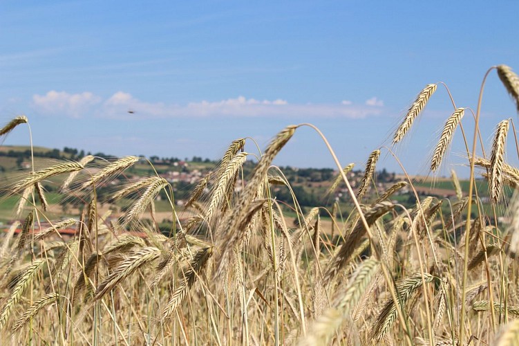 Sentier entre Loire et Rhône_Chazelles-sur-Lyon