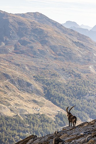 Tete de la Cassille - Tour du Queyrellin