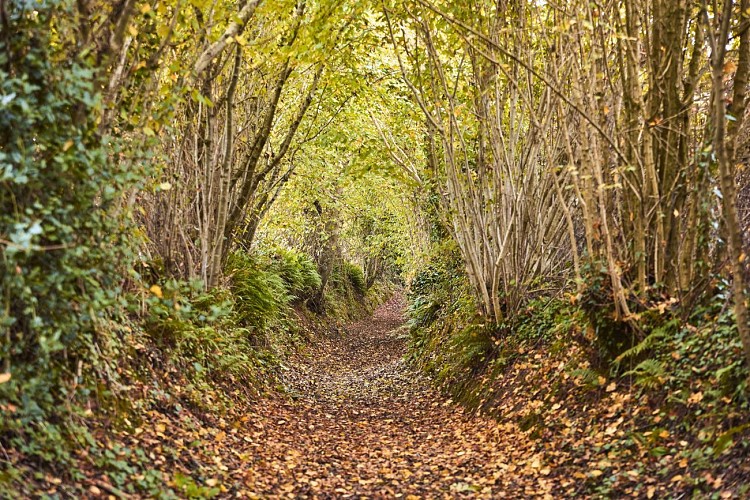 Circuit Les Moulins, les Ecuyers à Muneville-le-Bingard