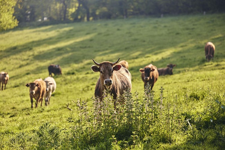 Autour de l'Airou - Le Mesnil-Rogues