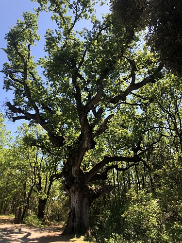 autour du vieux chêne de Védas