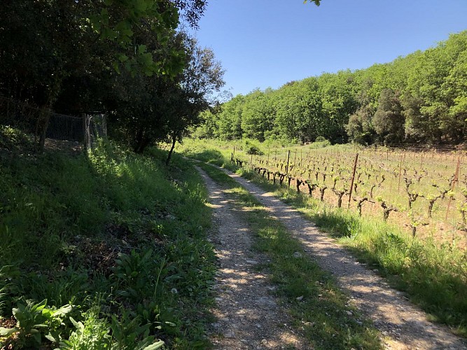 autour du vieux chêne de Védas