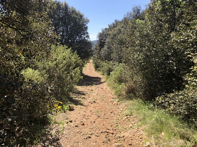 autour du vieux chêne de Védas