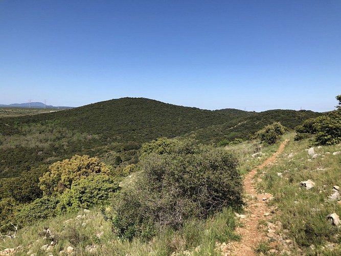 autour du vieux chêne de Védas
