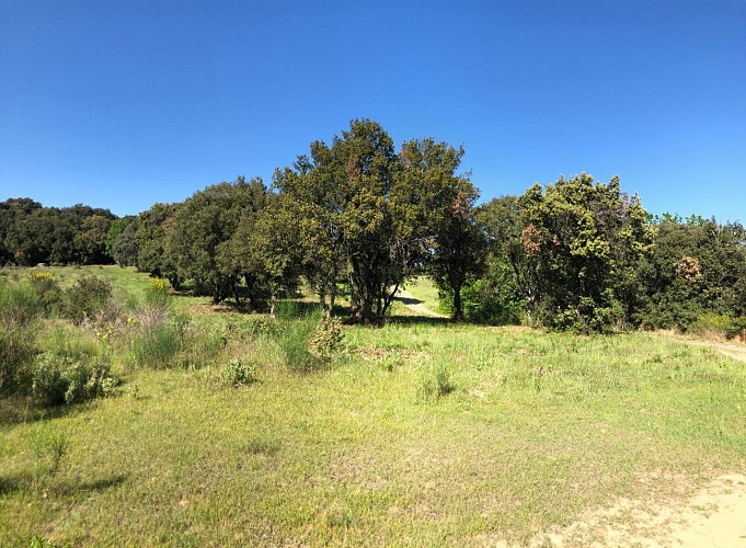 autour du vieux chêne de Védas