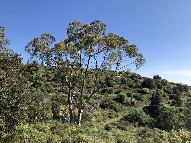 autour du vieux chêne de Védas