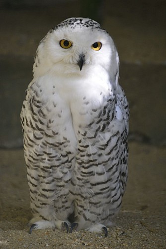 VOIE VERTE CHATEAU-GONTIER – SEGRÉ