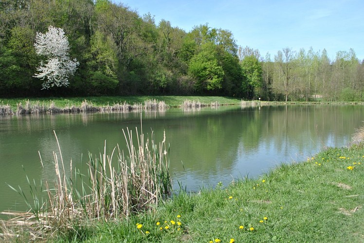 Randonnée pédestre La Vallée de la Fure, Etang de Cressonière