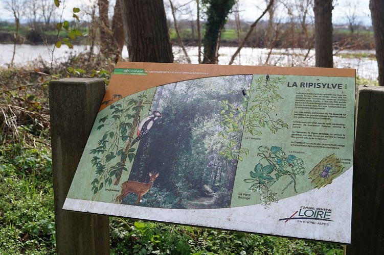 Sentier de la forêt vierge_Montrond-les-Bains