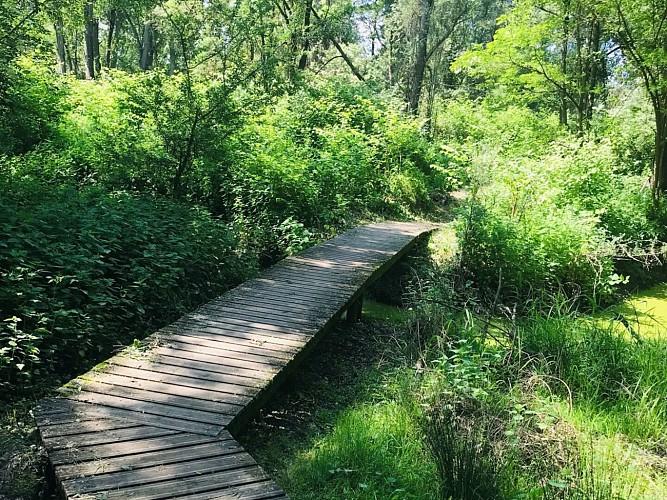 Sentier de la forêt vierge_Montrond-les-Bains