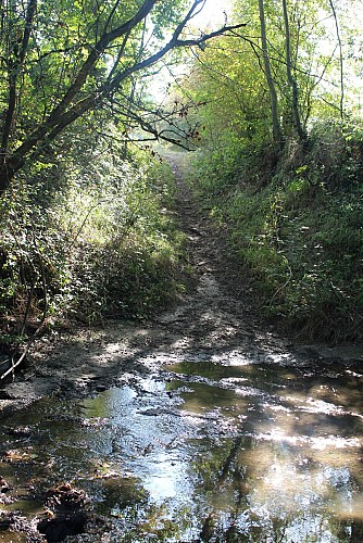 Sentier du castor - La Transligérienne : Montrond-les-Bains / Ecopôle du Forez