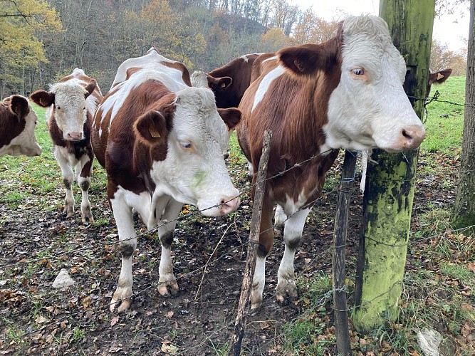 Sentier des moulins_Saint-Médard-en-Forez