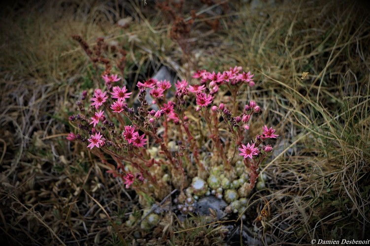 Tour de la tête de Clape par le col des Roux et ses Cabrettes