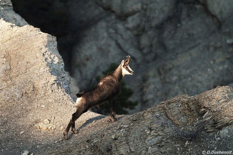 la boucle de Saint Apotre