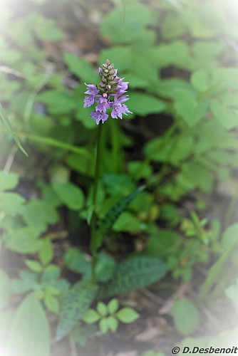sentier thématique-Montbrand