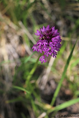 sentier thématique-Montbrand