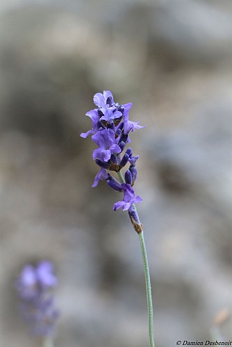 Petite boucle de l'Eygau