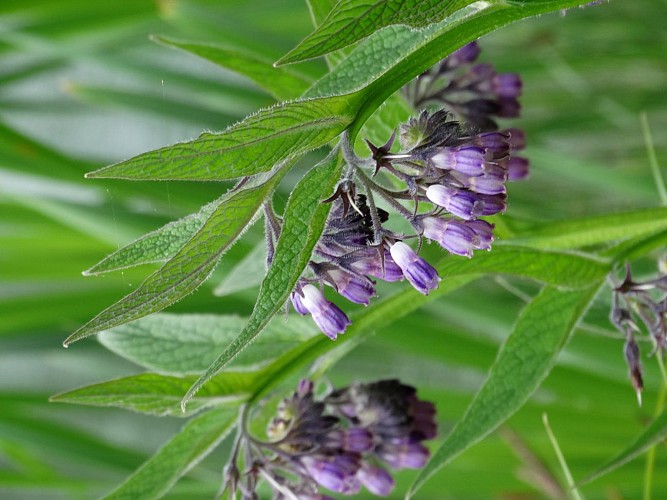 Étang de Saint Félix