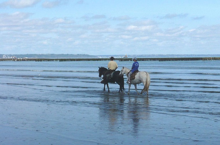 À cheval la traversée de la Baie de Saint-Brieuc