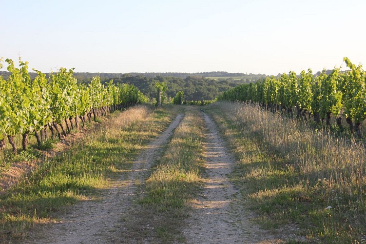 Chatel de Neuvre - Circuit de la Rivière à la Vigne (variante : raccourci : total 15 km)