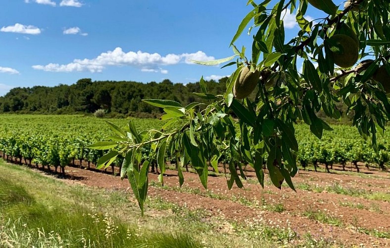Circuit le petit Picpoul