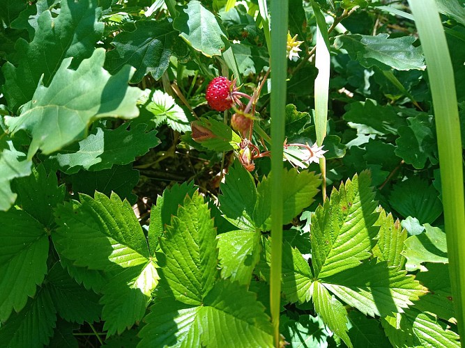 Montpellier / Mont Aigoual
