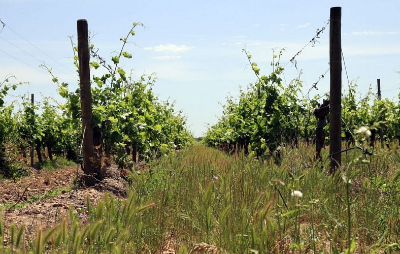 Circuit le chemin des pierres noires à Vias_Domaine Preignes le Vieux