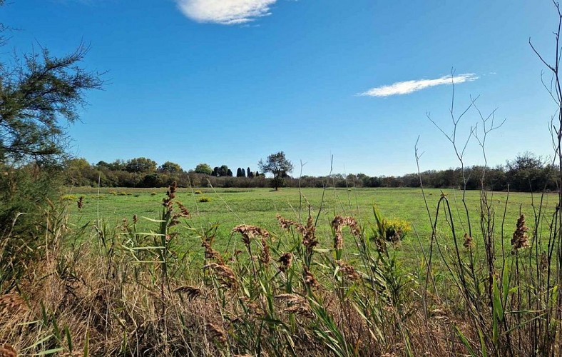 Circuit le chemin des pierres noires à Vias_Roque Haute