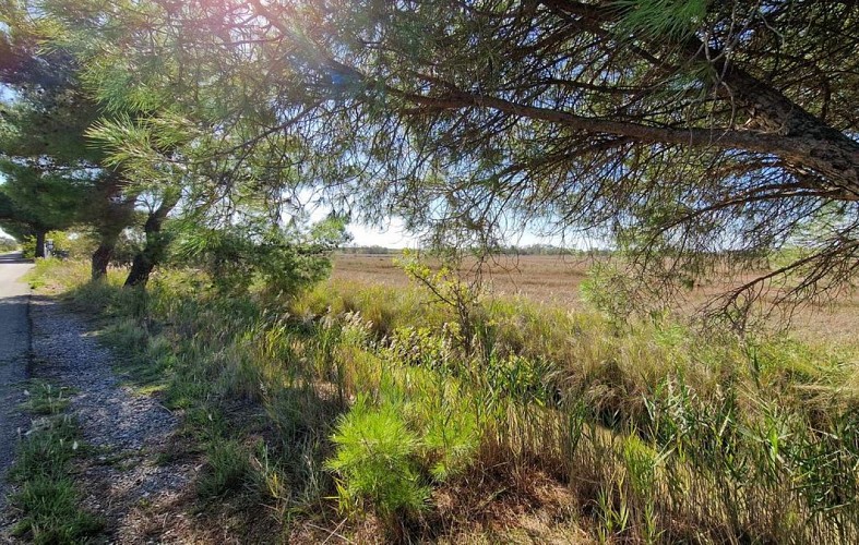 Circuit le chemin des pierres noires à Vias_Roque Haute