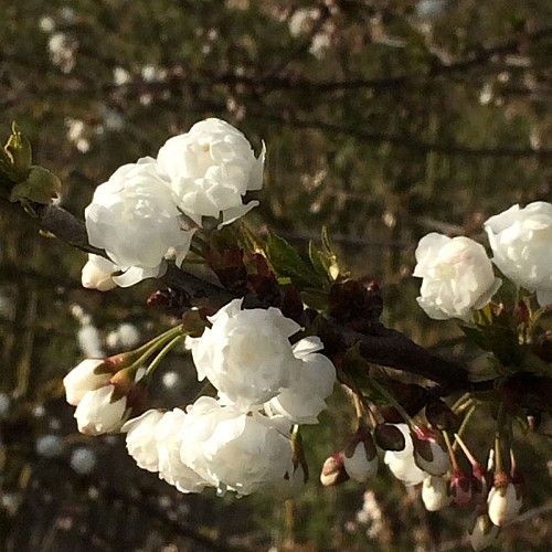 Printemps au bord du chemin