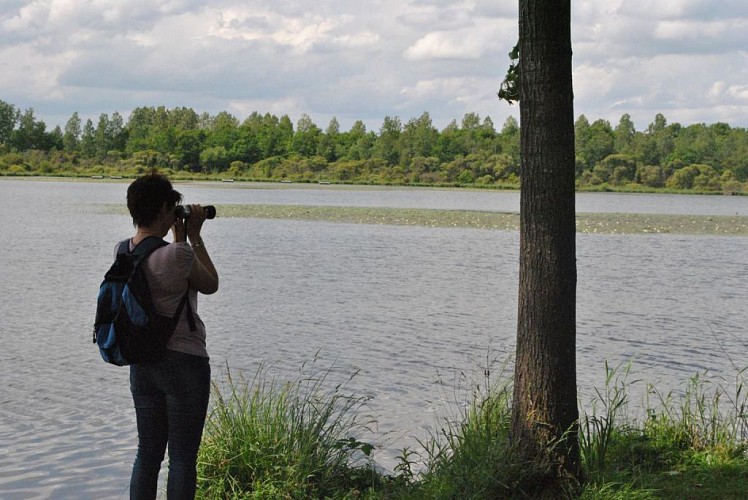 11 LE BOIS DE CHATENAY