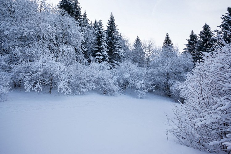 Snowshoeing itinerary - Around Thollon - Thollon-les-Mémises