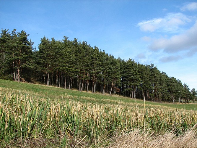 Pins sur le Pic de Chaudabrit