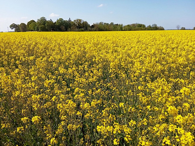 Odeurs et couleurs du printemps