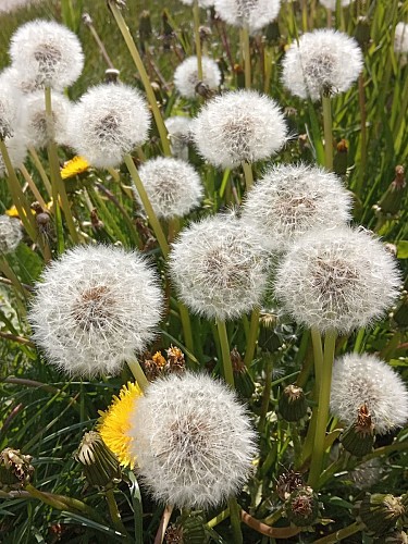 Aérien dans le parc éolien