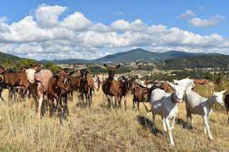 L'Ardèche gustative
